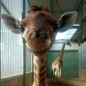 Meet your Posher, Angela